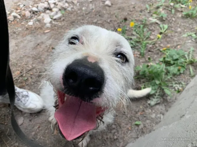 nero-nieduzy-wesoly-terierek-mix-88711-katowice-foto.webp