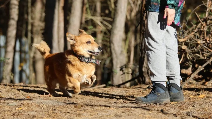 red-niewielki-niesmialy-psiak-szuka-domu-88717-katowice-foto.webp