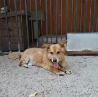 Red - niewielki, nieśmiały psiak szuka domu!