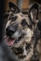 Horaś - mądry, wesoły ONek szuka domu!