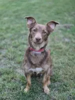 Bezi - nakolankowa, wesoła iskiereczka szuka domu!