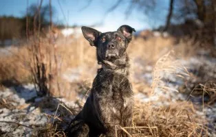 Axa - cudowna, proludzka, wesoła suczka!