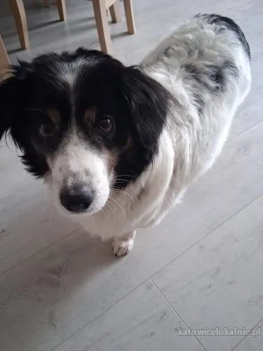 rabi-nieduzy-domowy-dlugowlosy-psiak-89228-zdjecia.webp