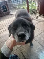 Bunia - cudowna psia babcia BŁAGA o dom!