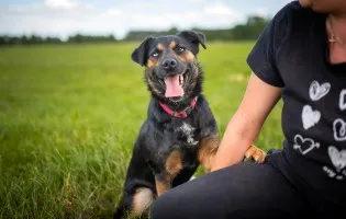 Gustaw - wyjątkowy, wesoły, kochany psiak!