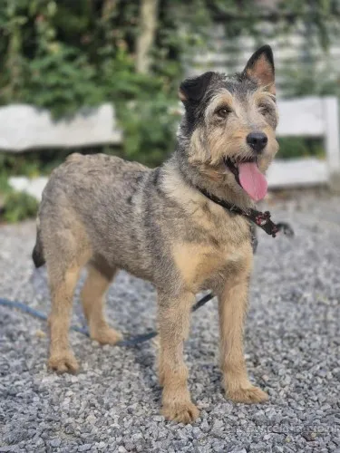 Denar - wyjątkowy szorstkowłosy wilczek szuka domu!