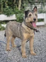 Denar - wyjątkowy szorstkowłosy wilczek szuka domu!