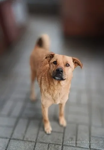 rydzus-niekonfliktowy-mlody-lagodny-psiak-89326-katowice-foto.webp