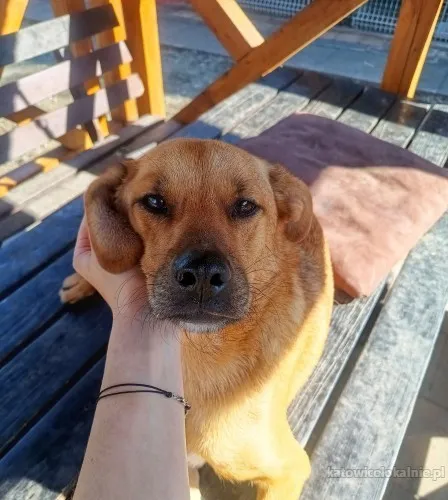 Rydzuś - niekonfliktowy, młody, łagodny psiak