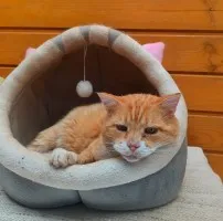 Garfield - ułożony, kochany rudzielec szuka domu!