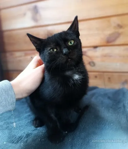 lukrecja-mlodziutka-delikatna-koteczka-szuka-domu-89371-katowice.webp