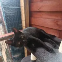 Lukrecja - młodziutka, delikatna koteczka szuka domu!