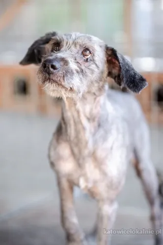 misiu-kochany-domowy-przyjazny-sznaucer-mix-89373-katowice.webp