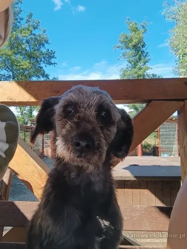 Misiu - kochany, domowy, przyjazny sznaucer mix