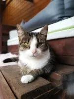 Wyjątkowa, miziasta, przyjazna koteczka do adopcji!