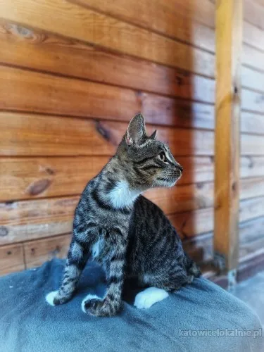borowik-4-miesieczny-kociak-szuka-domu-89376-katowice.webp