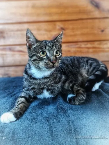Borowik - 4 miesięczny kociak szuka domu!