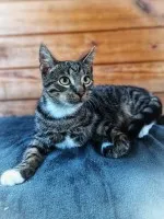 Borowik - 4 miesięczny kociak szuka domu!