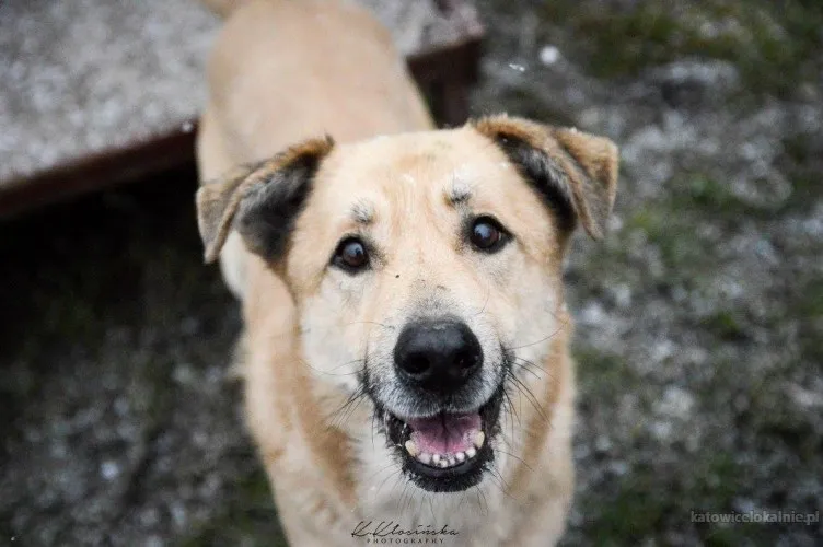 Dex - przyjazny, wesoły biszkopcik szuka domu!