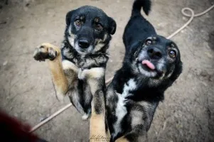 Megi i Pegi - cudowne siostry od szczeniaka w schronisku!