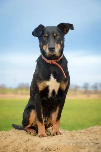 Puszek - łagodny, nieduży, niezwykle przyjazny!