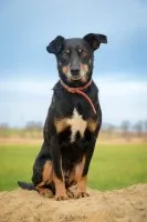 Puszek - łagodny, nieduży, niezwykle przyjazny!