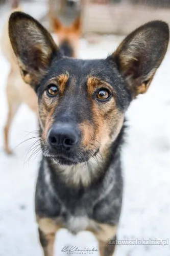 Gaza - delikatna, niekonfliktowa sunia szuka domu!