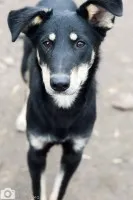 Uratowany od śmierci Pixel szuka domu!