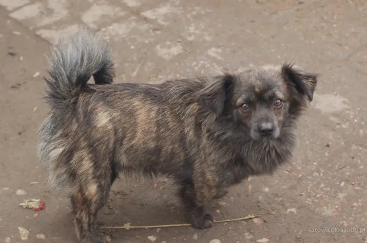 hojrak-niewielki-psiak-z-wielkim-sercem-szuka-domu-89562-sprzedam.webp