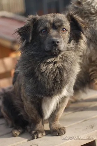 Hojrak - niewielki psiak z wielkim sercem szuka domu!