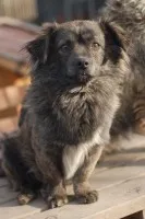 Hojrak - niewielki psiak z wielkim sercem szuka domu!