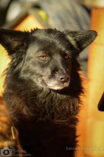 Bleki - suczka o kocim sercu szuka domu