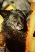 Bleki - suczka o kocim sercu szuka domu