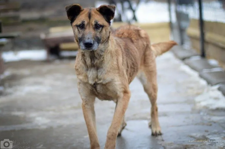 sonia-przyjazna-lagodna-suczka-szuka-domu-89618-katowice-foto.webp