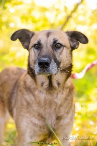 sonia-przyjazna-lagodna-suczka-szuka-domu-89618-katowice.webp