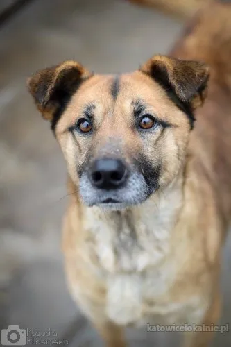 sonia-przyjazna-lagodna-suczka-szuka-domu-89618-zdjecia.webp