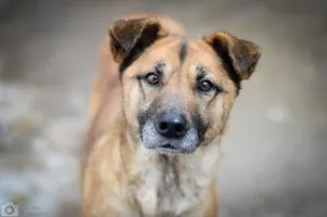 Sonia - przyjazna, łagodna suczka szuka domu!