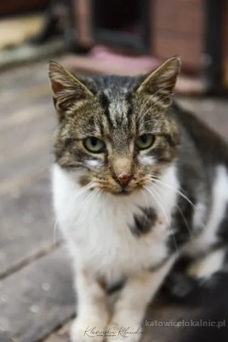 lolek-ciekawski-fajny-kocur-szuka-domu-89619-katowice.webp