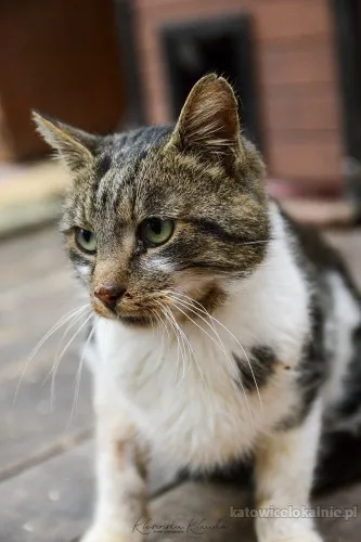 lolek-ciekawski-fajny-kocur-szuka-domu-89619-koty.webp