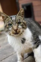 Lolek - ciekawski, fajny kocur szuka domu!