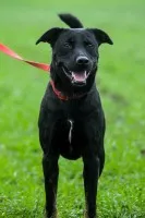 Bambo - wesoły, aktywny, fantastyczny pies!