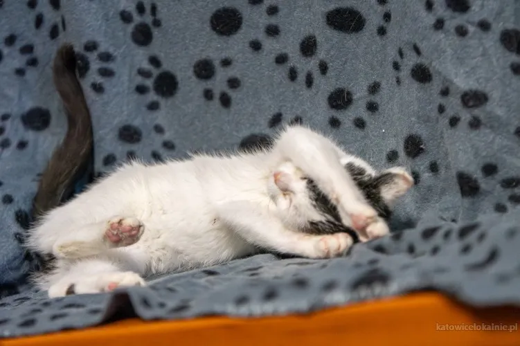 12-tygodniowe-kocieta-szukaja-domow-89635-katowice-do-sprzedania.webp