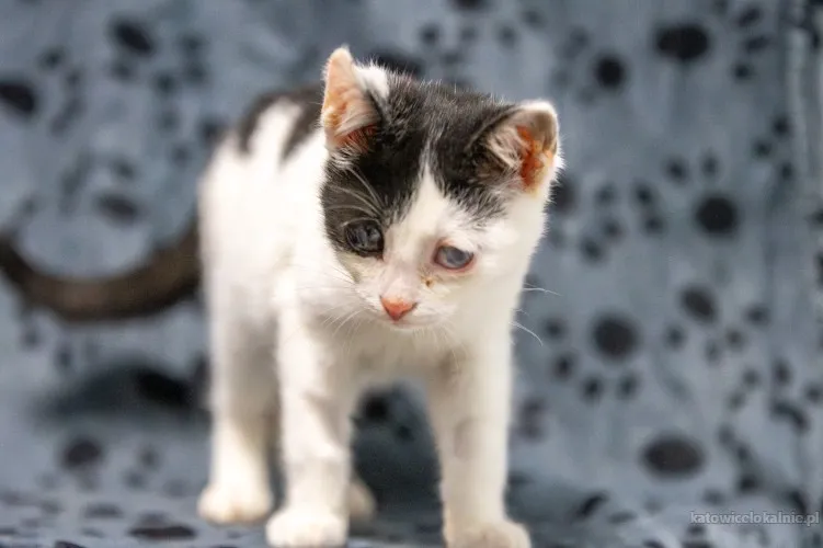12-tygodniowe-kocieta-szukaja-domow-89635-katowice-foto.webp