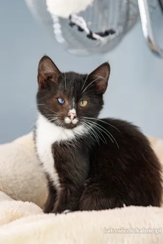 12-tygodniowe-kocieta-szukaja-domow-89635-katowice-na-sprzedaz.webp