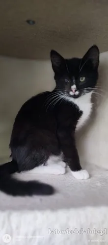 12-tygodniowe-kocieta-szukaja-domow-89635-katowice.webp