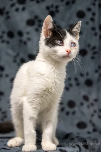 12-tygodniowe-kocieta-szukaja-domow-89635-sprzedam.webp