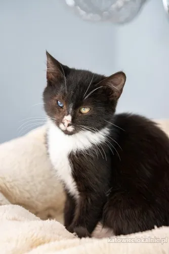 12-tygodniowe-kocieta-szukaja-domow-89635-zdjecia.webp