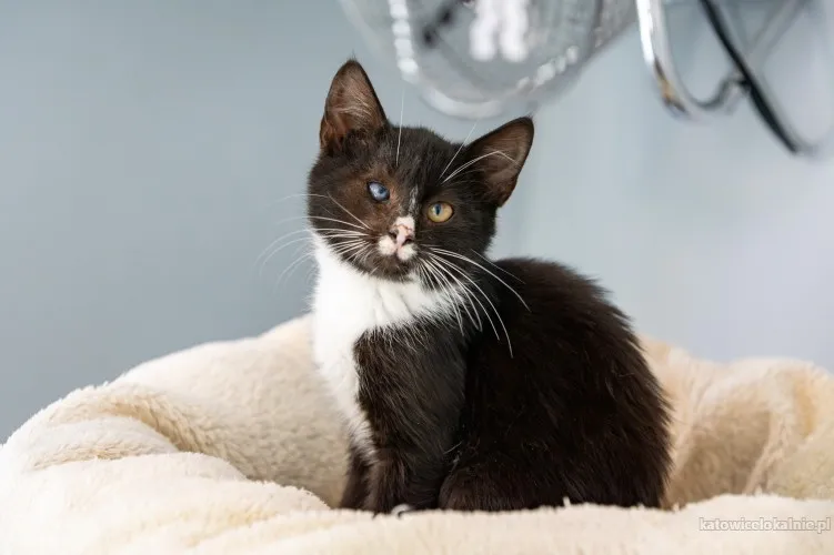 12 tygodniowe KOCIĘTA szukają domów!