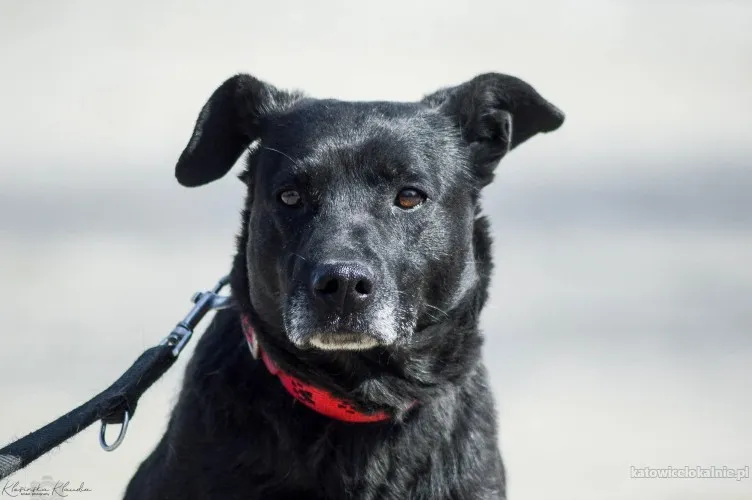 Armia - łagodna, delikatna sunia szuka domu!