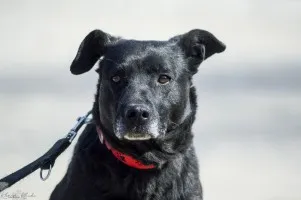 Armia - łagodna, delikatna sunia szuka domu!